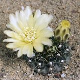 Gymnocalycium andreae Piltz199, El Condon, Argentina ©JL1867.jpg